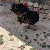 سه عدد بوقلمون نر قیمت هر عدد سه میلیون