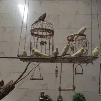 پرنده عروس هلندی