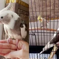 عر‌وس هلند‌ی جفت‌ مولد‌|پرنده|شاهدشهر, |دیوار