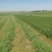 یونجه|لوازم جانبی حیوانات|بیله سوار, |دیوار