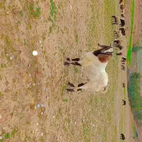 دو عدد بز نر|حیوانات مزرعه|معمولان, |دیوار