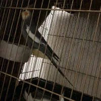 عروس هلندی|پرنده|قم, حنیف نژاد|دیوار