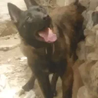 توله مالینویز 10 ماهه