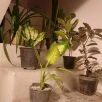 گل ها سالم وسروحال|گل و گیاه طبیعی|نیشابور, شهرک اندیشه|دیوار