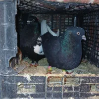 یک جفت کفتر