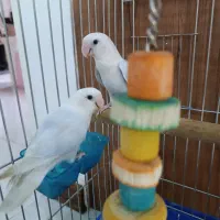 طوطی برزیلی مارال