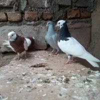 کفتر|پرنده|میان جلگه, |دیوار