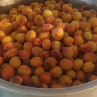 فروش باغ در نصرآباد با سند تک برگ و قیمت مناسب|فروش زمین و ملک کلنگی|تفت, |دیوار
