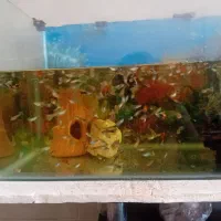 ماهی آکواریوم گوپی سالم سرحال|ماهی|سیرجان, |دیوار