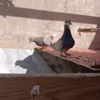 یه جفت کفتر دمگیر