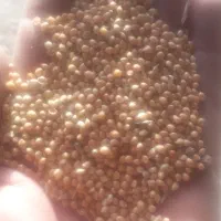 ۳۰۰ کیلو ارزن فروشی