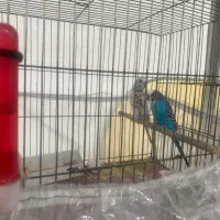 یه جفت مرغ عشق با قفس کامل