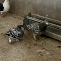 کبود هفرنگ نر