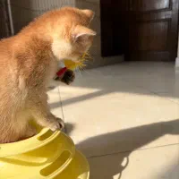 چینچیلا گولد بالاترین کیفیت|گربه|تهران, آسمان|دیوار