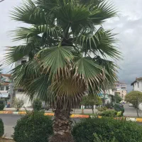 پالم ۴ متری