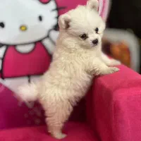 سگ پامر عروسکی|سگ|اندیشه, اندیشه فاز ۲|دیوار