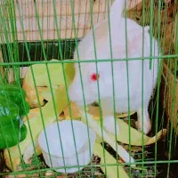 خرگوش چشم گیلاسی