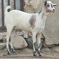 فروش گیسه جوان چاق|حیوانات مزرعه|بندرلنگه, |دیوار