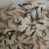 ماهی مولی درشت|ماهی|قم, شهرک سازمان آب|دیوار