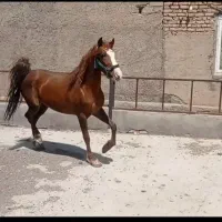 اسب مادیان
