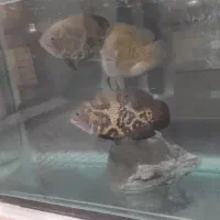 آکواریم ۹۰در ۴۰ و ارتفاع ۵۰