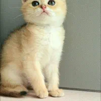 حیوانات تربیت شده|گربه|سنندج, |دیوار