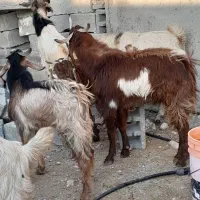 کهره نرگوشتی