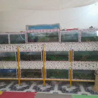 فروش ۱۳ عدد اکواریوم دست دوم با پایه وتعدادی ماهی|ماهی|میبد, |دیوار