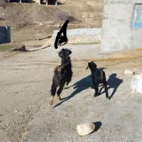 بز و بزغاله نر هیکلی جوان