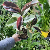 فیکوس کوچک فقط ۶۵|گل و گیاه طبیعی|اصفهان, شاه پسند|دیوار