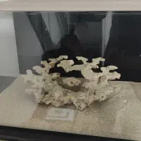 آکواریوم آب شور و لوازم|ماهی|کرمانشاه, |دیوار