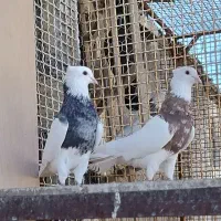 کبوتر طوقی