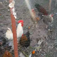 ۷ عدد خروس ۱۱ عدد مرغ تخمگذار