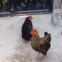 مرغ محلی دربارانگرد