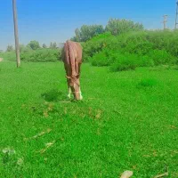 اهواز
