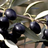 اسطوره مدیترانه درخت (زیتون)