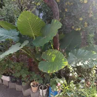 گل بابا آدم