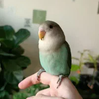جوجه طوطی برزیلی