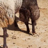 یک عدد میش بره درجه یک