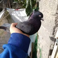 کبوتر مشکی کاکولی