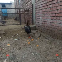 دو تا مرغ لاری اصل|حیوانات مزرعه|نقده, |دیوار