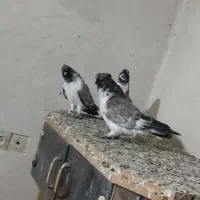 چند عدد کبوتر کاشانی