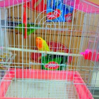 یک جفت طوطی برزیلی