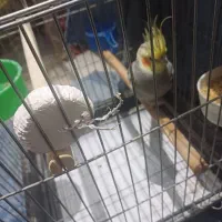 عروس هلندی نر سخنگو|پرنده|ری, علایین|دیوار