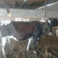 گاو آبستن