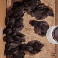 جوجه سیاه