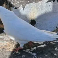 ۱۳ تا کبوتر تهرونی اصیل و تیدی یکجا (فسا)