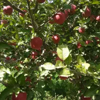 هرس کار هستم درخت سیب هلو انگور و...