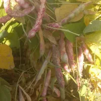 اجاره-زمین-آبی