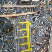 قفس|لوازم جانبی حیوانات|اسلام‌‌آباد غرب, |دیوار